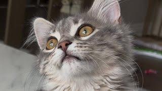 Masha the Siberian Cat Daily Training & Grooming - Feisty Kitten Attacks | Behaviour Progress