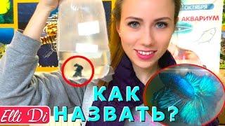 ПЕРВЫЙ ДЕНЬ РЫБКИ В ДОМЕ - АКВАРИУМ ЗАПУСК - РЕАКЦИЯ СОБАКИ | Elli Di Pets