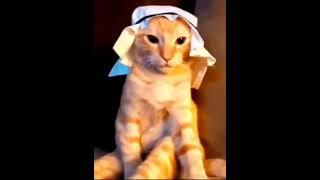 Dr. Meow Face reveal