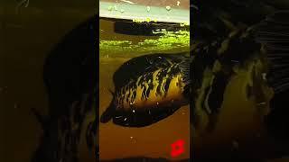 Channa maru yellow sentarum big size #shorts #shortsvideo #channamaru