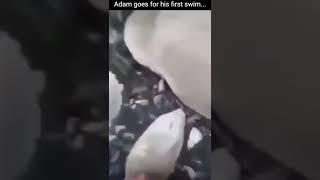 This is my pet duck Adam going for his first swim!