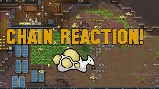 BOOMALOPE CHAIN REACTION - Rimworld - This should never happen