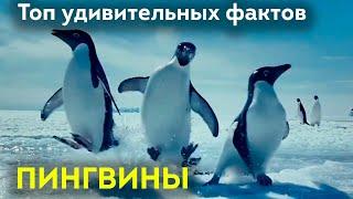 Пингвины - вы этого точно не знали! / Интересные факты о пингвинах/ ШКИТ про животных