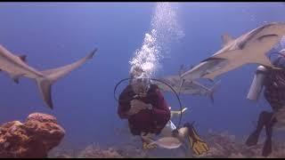 Buceo con tiburones en Roatán (Honduras)