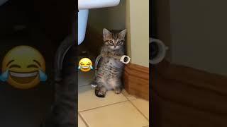 Cute and funny cat moments(@cutezoo_7)