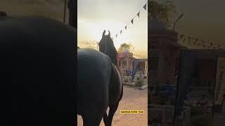 Welcome  All Horse Lovers 3rd Ransi Horse Show #shorts #ytshorts #trending #viral #short #horse