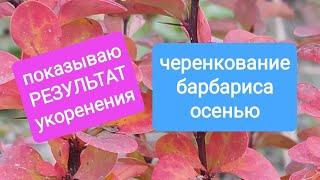 Выкапываем  прошлогодние черенки и смотрим корешки. Черенкование барбариса. Barberry. Berberis