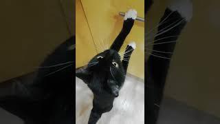 #мяу#мяу#
