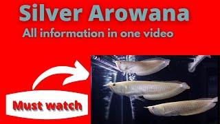 Silver Arowana fish information in one video by "The Aqua world"#information #arowanafish #fishguide