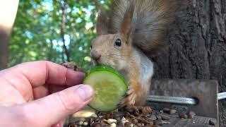 Покормил Белку - строителя / I fed Construction Squirrel