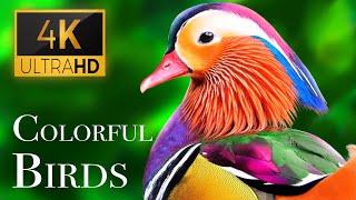 The Most Colorful Birds in 4K - Beautiful Birds Sound in the Forest | Scenic Relaxation Film