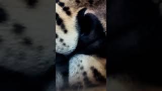 Poznáte šelmu pouze podle čenichu? #hádanka #kočky