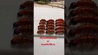 МухоМормыш от mushki96.ru