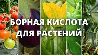 Борная кислота для растений