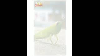 Crush Animal | hot foring | AR Media