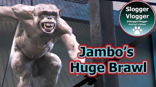 Jambo The Hairless Chimp In A Huge Brawl Which Caused More Injuries