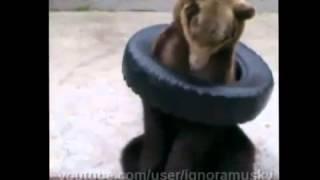 Мишка и покрышка Bear and tire