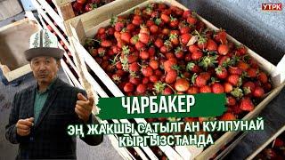 Эң жакшы сатылган кулпунай Кыргызстанда | ЧАРБАКЕР