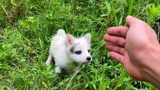 Heartbreaking! The mother fox is hurt, and the baby foxes  are crying from hunger. 