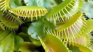 Carnivorous Plant ️#interesting#plants