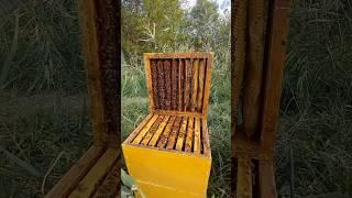 Улей Warre #мед #hive #beekeeper #honey #пчеловодство #улей #warre #сотовыймед #пчелы #bee  # топ