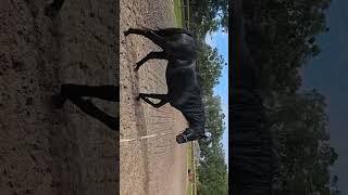 I love him. #apbeauregard #stallion #horse #beautifulhorse #equestrian #horses #blackbeauty