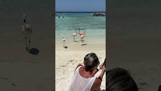 Flamingos Aruba #flamingo #aruba