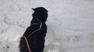 Marsik cat walking in the snow 2021 / Кот Марсик гуляет по снегу 2021.