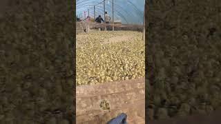 #duck #farmer #duckfarming #factory #animals #shorts