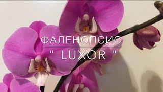  Фаленопсис "LUXOR " / Люксор