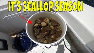 This was a BLAST *** Finding Scallops is like an underwater easter egg Hunt