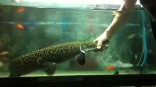 Fun with My Alligator Gar