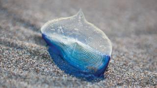 Strange Blue Creatures Invade Oregon Beaches