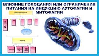 ВЛИЯНИЕ ГОЛОДАНИЯ ИЛИ ОГРАНИЧЕНИЯ ПИТАНИЯ НА ИНДУКЦИЮ АУТОФАГИИ И МИТОФАГИИ