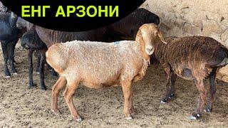 АРЗОНЛАБ КЕТДИ! СОВЛИК КУЙ НАРХЛАРИ 2025.КАШКАДАРЁ ВИЛОЯТИ ГУЗОР МОЛ БОЗОРИ 2025.