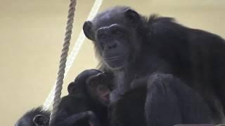 リュウ家族 チンパンジー 102 Chimpanzee Ryu family groups