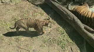 Kaji The Sumatran Tiger Cub at Louisville Zoo 10/19/24