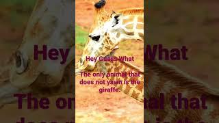 Hey Guess What #giraffe #facts #interestingfacts