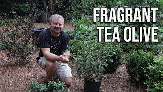 Fragrant Tea Olive in 2 Min - Osmanthus Fragrans