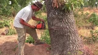 Stihl MS 180 / 018 vs big hardwood tree.... tree felling - Baum fällen...