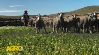 Estancia Condor: Donde se cría la majada Corriedale más grande de todo América (#1113 2024-12-07)