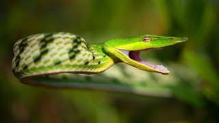 Snake conservation - Save The Snakes and Living Zoology film studio