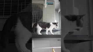 Funny cat climbing #shorts #tiktok #britishshorthaircat #tiktokindonesia #video