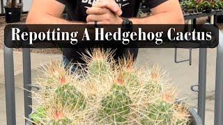 Repotting A Huge Hedgehog Cactus