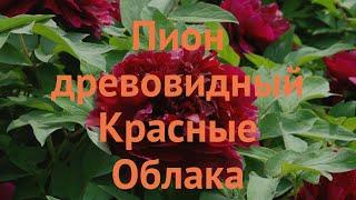 Пион древовидный Красные облака  древовидный пион обзор: как сажать, саженцы пиона Красные облака