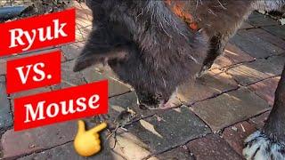 Ryuk Catches Mouse! - Can I Take it from Him?!