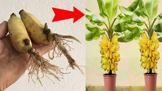 SUPER UNIQUE BANANA GROWING TECHNIQUE, simplest and easiest to do