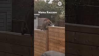 #raccoon #backyard