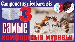 Муравьи Camponotus nicobarensis. Самые комфортные муравьи.