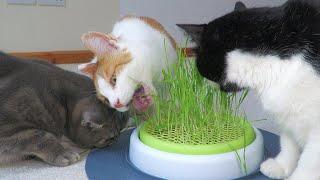 Cats Eat Grass